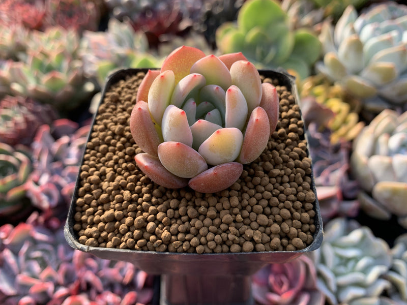 Echeveria 'Star Mark' 1"-2" Succulent Plant