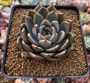 Echeveria Agavoides 'Zaragoza x Ebony'' 2"-3" Succulent Plant