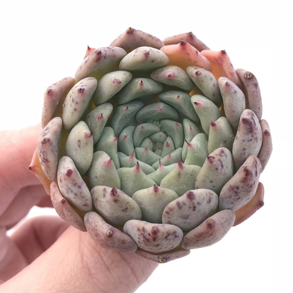 Echeveria Sp. 2" Small Rare Succulent Plant