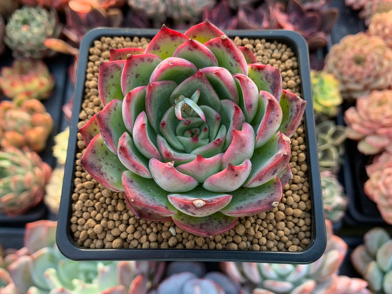 Echeveria Agavoides 'Amore' 3" Succulent Plant