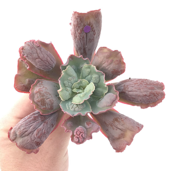 Echeveria 'Linguas' 4" Succulent Plant