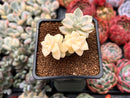 Graptoveria 'Titubans' Variegated 2” Cluster Succulent Plant