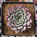 Echeveria 'Jackal' 2"-3" Powdery Succulent Plant