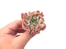 Echeveria ‘Trumpet Pinky’ 2"-3" Rare Succulent Plant