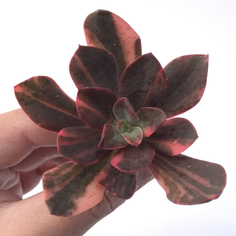 Echeveria 'Hanaikada' Variegated 3" Succulent Plant