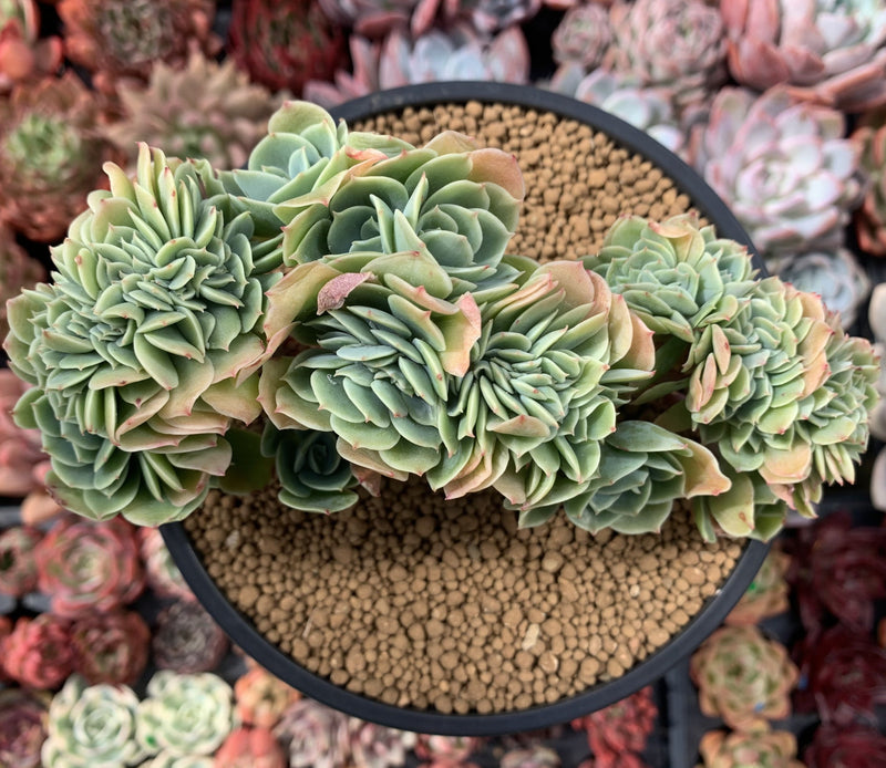 Echeveria 'Lemon Rose' Crested 5"-6" Succulent Plant