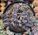 Graptoveria 'Debbie' Crested Cluster 4"-5" Succulent Plant