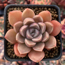 Echeveria 'Moralbi' 1” Succulent Plant