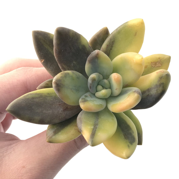 Pachyveria 'Oviferum Shireiden' 3" Variegated Succulent Plant