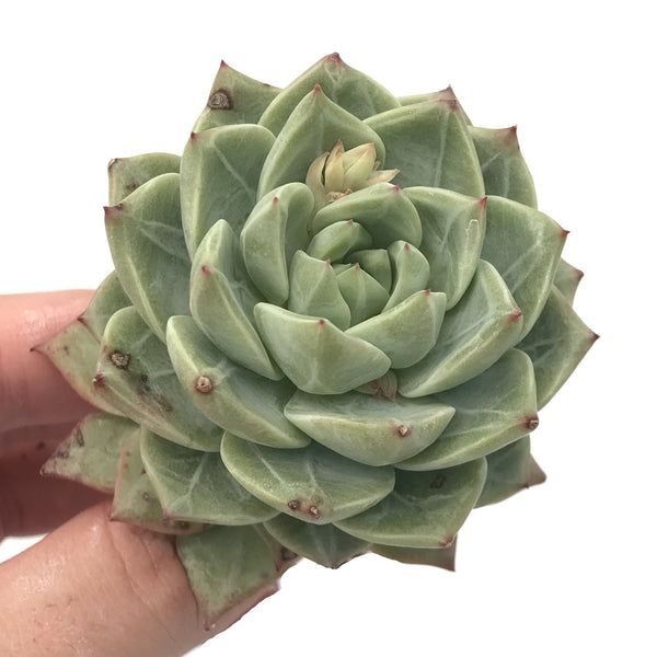 Echeveria 'Blue Bird' x 'Champagne' 2"-3" Succulent Plant