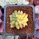 Pachyphytum 'Compactum' Crested Variegated 1"-2" Succulent Plant