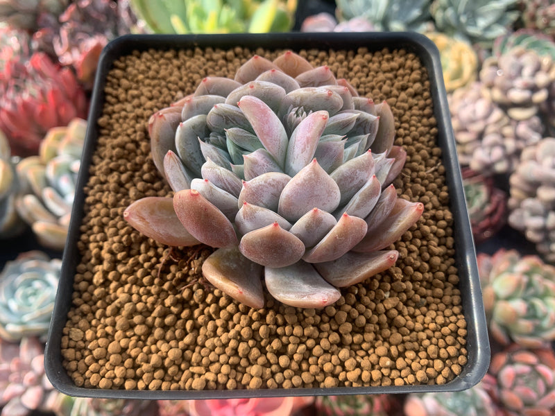 Echeveria 'Milk Tea' 2"-3" New Hybrid Succulent Plant