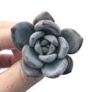 Echeveria 'Ivory' 1"  Powdery Succulent Plant