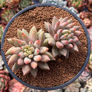 Pachyphytum 'Angels Finger' 3" Cluster Succulent Plant