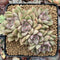 Echeveria 'Arje' Cluster 4" Succulent Plant