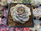 Echeveria 'Red Velvet' 2" Powdery Succulent Plant