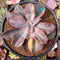 Graptoveria 'Fred Ives' Variegated 3" Succulent Plant