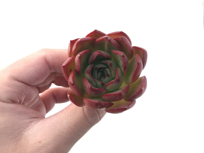 Echeveria 'Hailey' New Hybrid 2" Succulent Plant