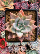 Echeveria 'Giant Purple' 4" Powdery Succulent Plant