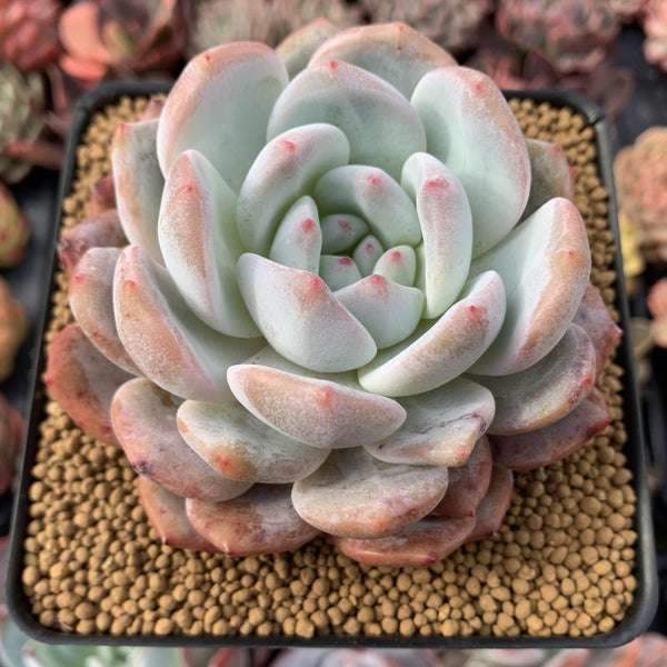 Echeveria 'Orange Monroe' 3" Powdery Succulent Plant