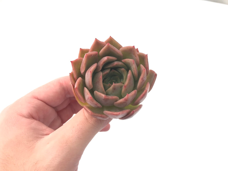 Echeveria 'Nocturnal' New Hybrid 2"-3" Succulent Plant