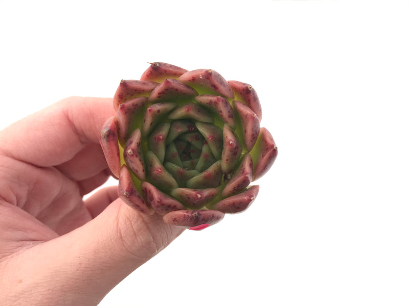 Echeveria Agavoides 'Elizabeth' 2" Succulent Plant