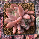 Echeveria 'Pena' 3" Cluster Succulent Plant