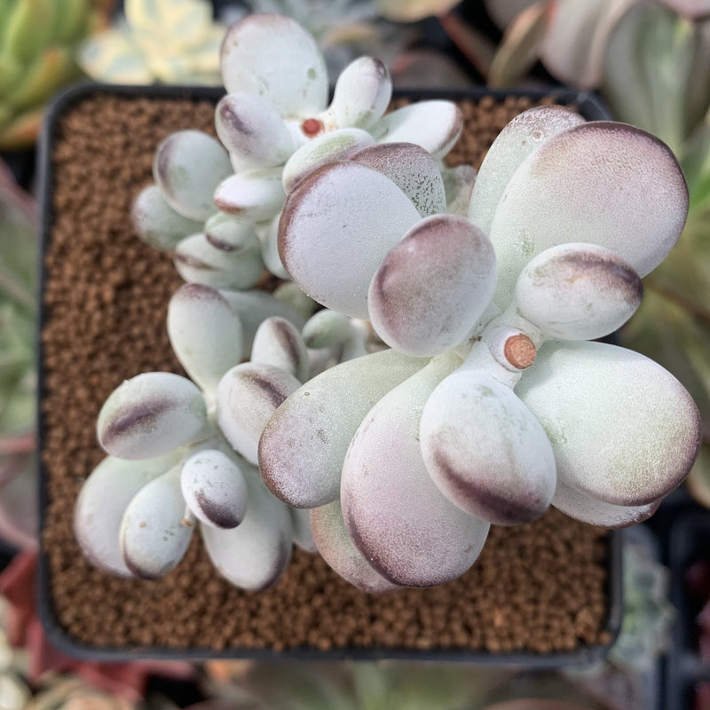 Cotyledon 'Orbiculata' 3"-4" Succulent Plant