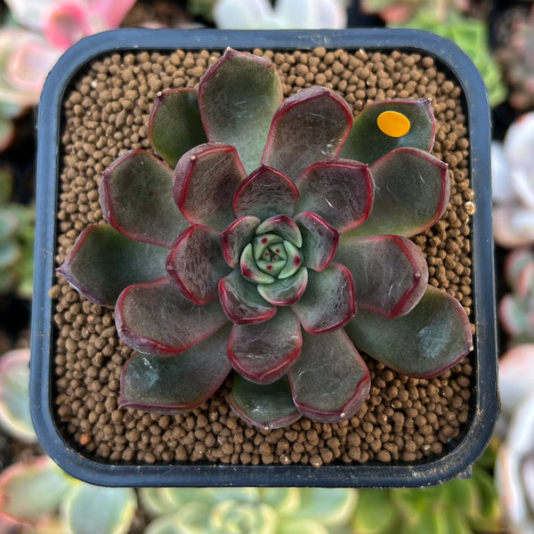 Echeveria Agavoides 'Red Bell' 2" Succulent Plant