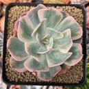 Echeveria 'Secunda' Variegated 4" Succulent Plant