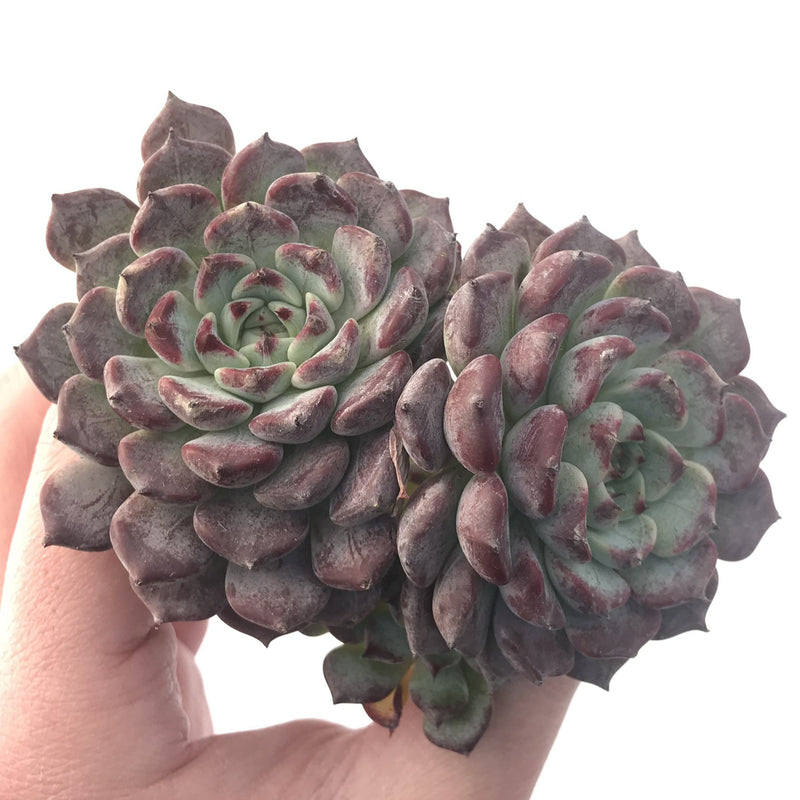 Echeveria 'Sarahime' 5" Large Succulent Plant