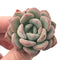 Echeveria 'Ewha' 1"-2” Rare Succulent Plant