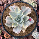 Echeveria 'Japan Moon River' Variegated 3"-4" Succulent Plant