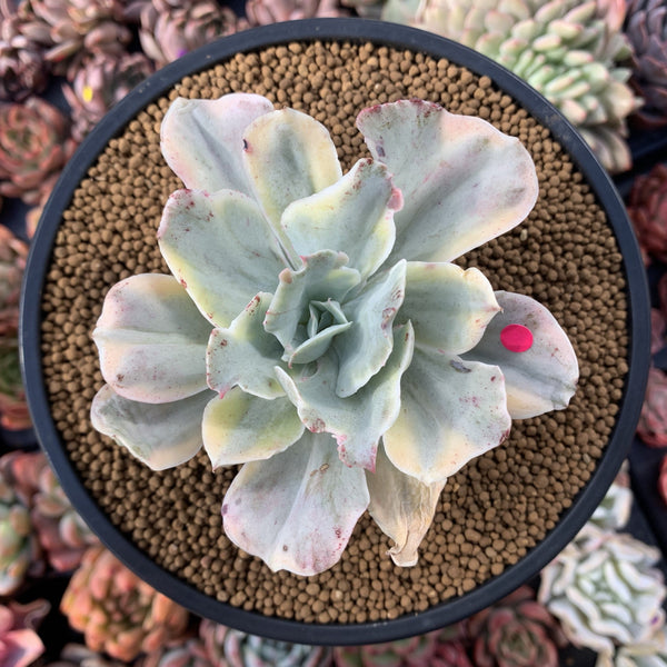 Echeveria 'Japan Moon River' Variegated 3"-4" Succulent Plant