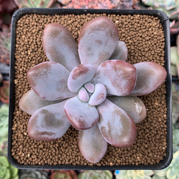 Graptoveria 'Raon' 3" Succulent Plant