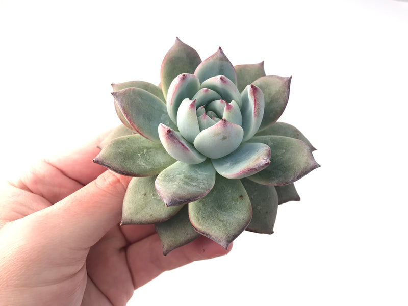 Echeveria 'Black Sabbath' 4"-5" Powdery Succulent Plant