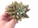 Pachyphytum Finger Light 4” Rare Succulent Plant