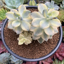 Graptoveria 'Titubans' Variegated 4" Cluster Succulent Plant