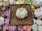 Echeveria 'Arba' 1" New Hybrid Powdery Succulent Plant