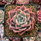 Echeveria 'Blue Surf' 2" Succulent Plant