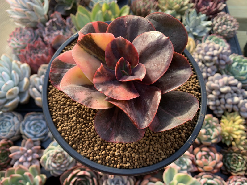 Echeveria 'Primadonna' Variegated 5" Succulent Plant