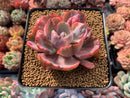 Echeveria 'Beyonce' Hearts Delight Variegated 3" Rare Succulent Plant