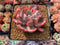 Echeveria 'Beyonce' Hearts Delight Variegated 3" Rare Succulent Plant