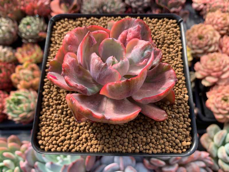 Echeveria 'Beyonce' Hearts Delight Variegated 3" Rare Succulent Plant