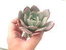 Echeveria 'Soul Mint' 4" Powdery Succulent Plant