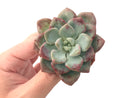 Echeveria 'Amore' 2"-3" Succulent Plant