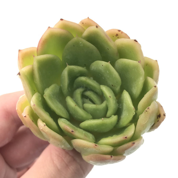 Echeveria Agavoides 'Raja' 2"-3" Rare Succulent Plant