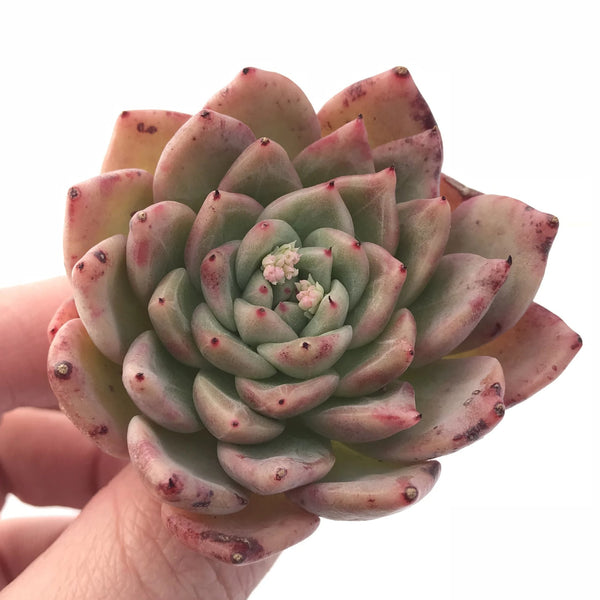 Echeveria Agavoides Rajoya 2” Rare Succulent Plant