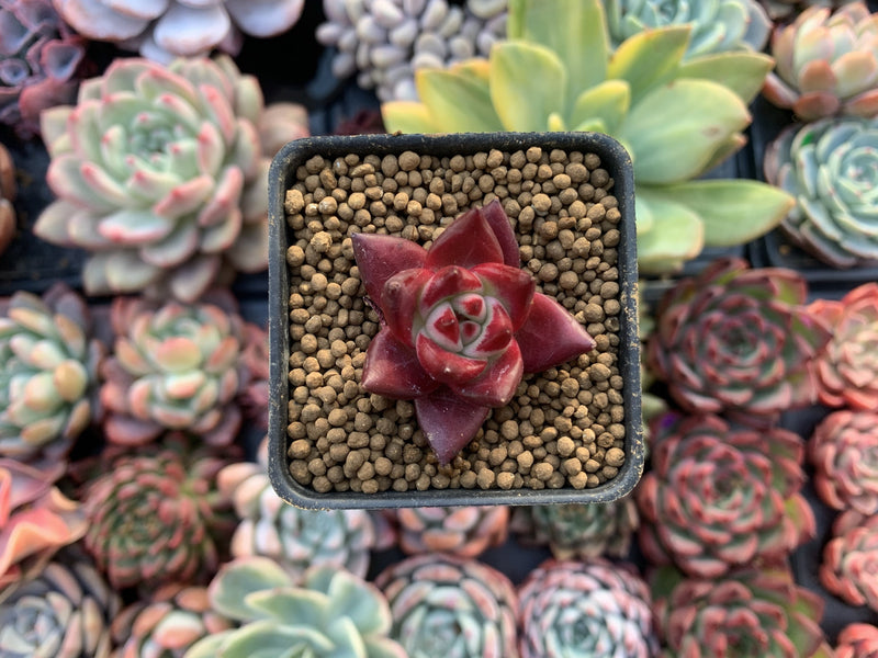 Echeveria Agavoides 'Red Rubin'' 1" Small Seedling Succulent Plant