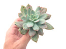 Echeveria 'Luella' Variegated 4" Succulent Plant